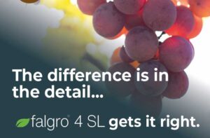 The difference is in the detail... FALGRO 4 SL gets it right. - Reduces fruit set - for less compact clusters and better airflow within bunches. - Increases berry size - by promoting cell division and elongation at key stages of development. - Cultivar-specific flexibility - Dosage and timing can be adjusted to suit different table grape varieties and growing regions.