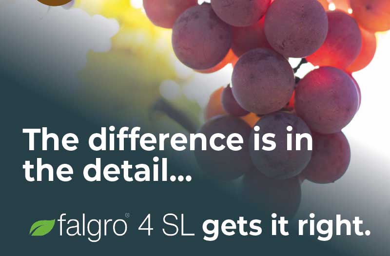 The difference is in the detail... FALGRO 4 SL gets it right. - Reduces fruit set - for less compact clusters and better airflow within bunches. - Increases berry size - by promoting cell division and elongation at key stages of development. - Cultivar-specific flexibility - Dosage and timing can be adjusted to suit different table grape varieties and growing regions.