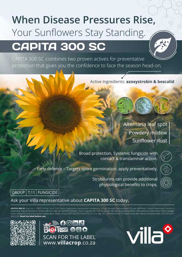 CAPITA-300-SC--sunflower